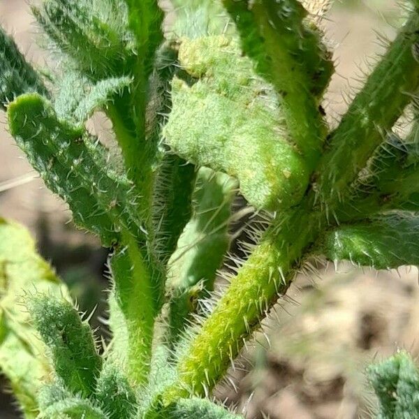 Anchusa arvensis Casca