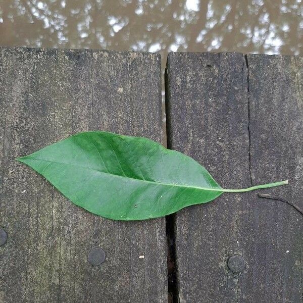Nyssa aquatica Leaf