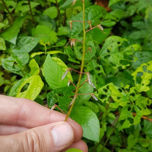 Grona adscendens ഫലം