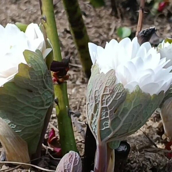 Sanguinaria canadensis Cvet