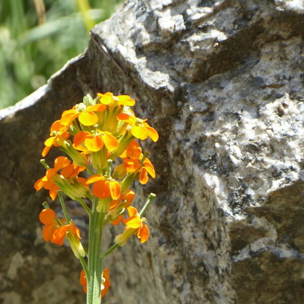 Erysimum virgatum Cvet