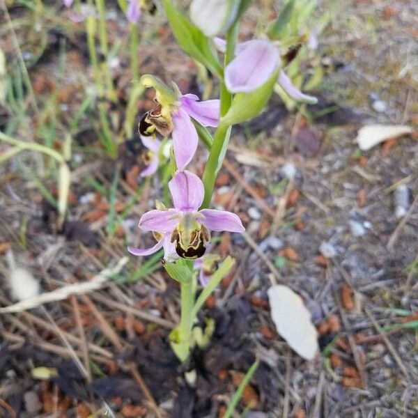 Ophrys apifera Květ