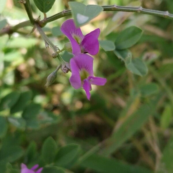 Tephrosia purpurea Bloem