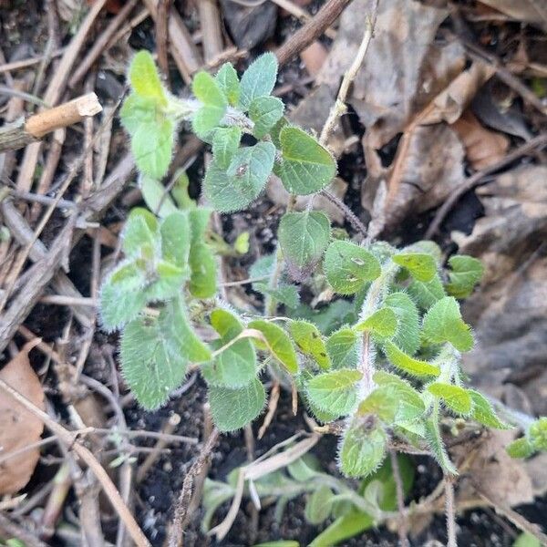 Origanum vulgare Blatt