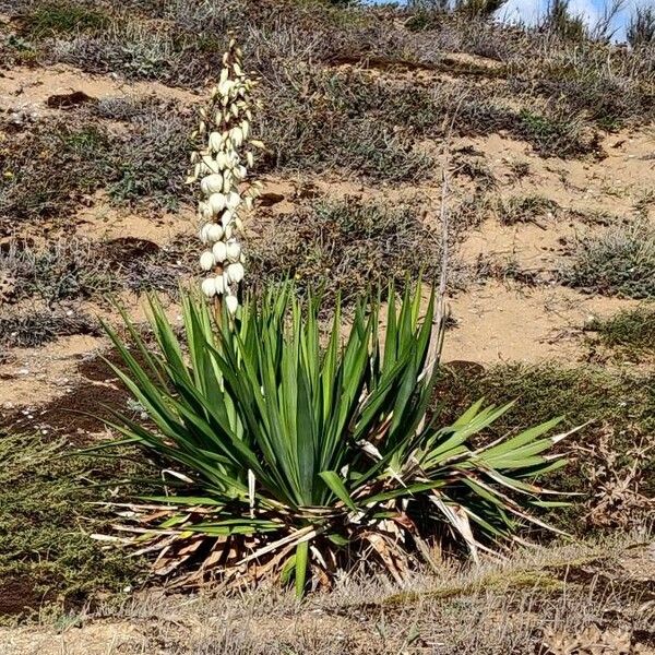 Yucca gloriosa Vivejo