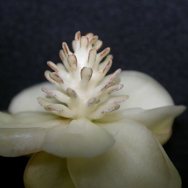 Schisandra grandiflora Květ