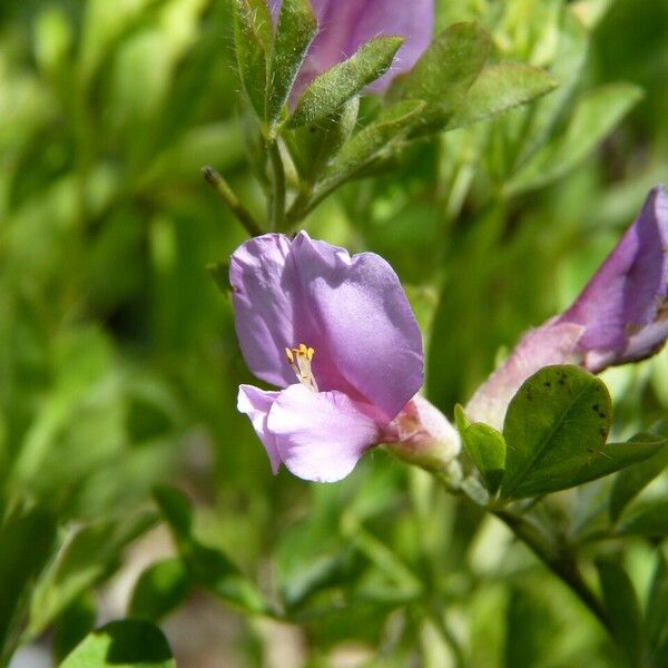 Chamaecytisus purpureus Floro