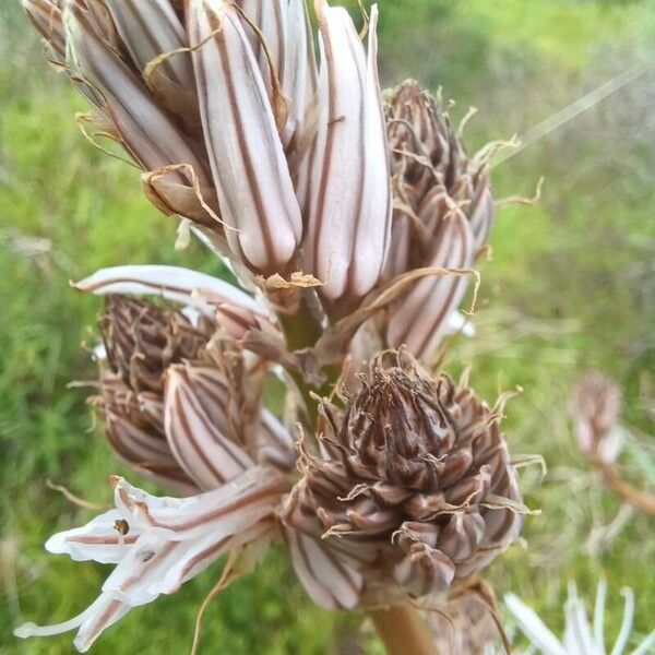 Asphodelus ramosus Flower