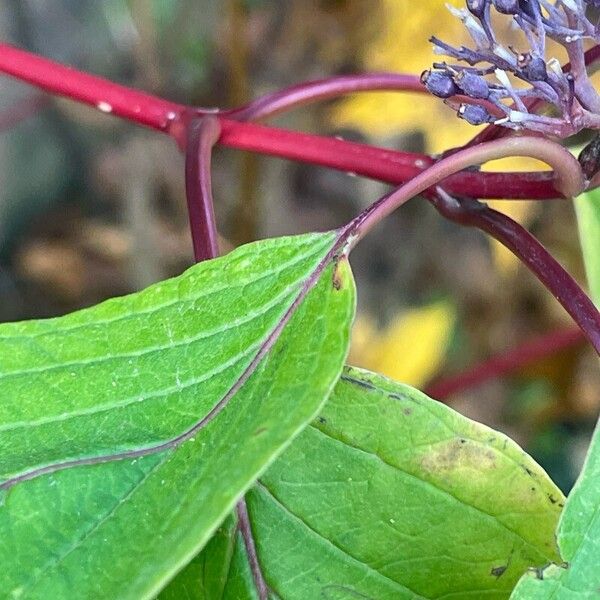 Cornus sericea 樹皮