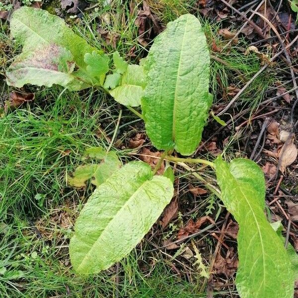 Rumex obtusifolius Costuma