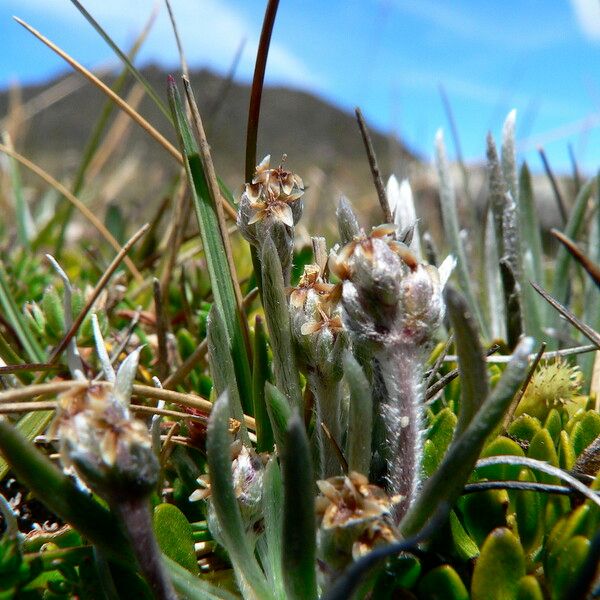 Plantago sericea Flors