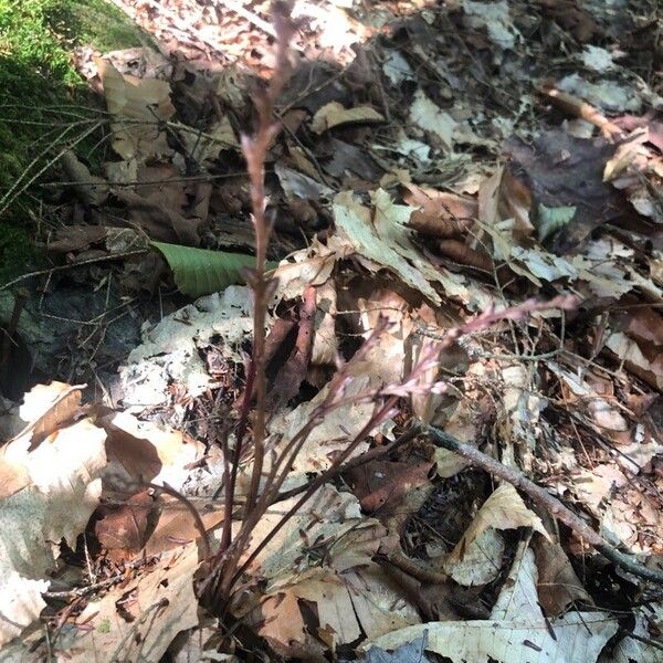 Epifagus virginiana Bark