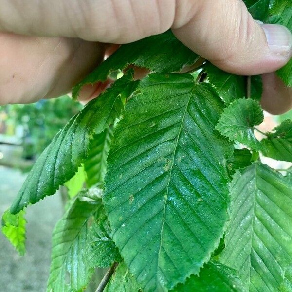 Carpinus orientalis Лист