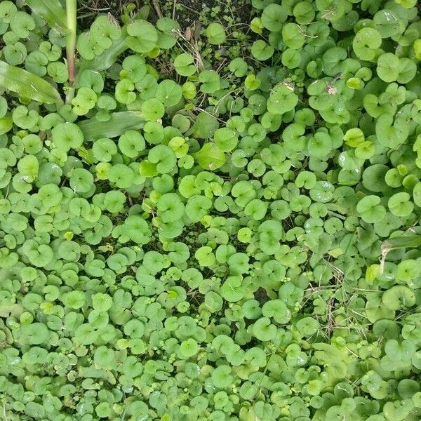 Dichondra micrantha 葉