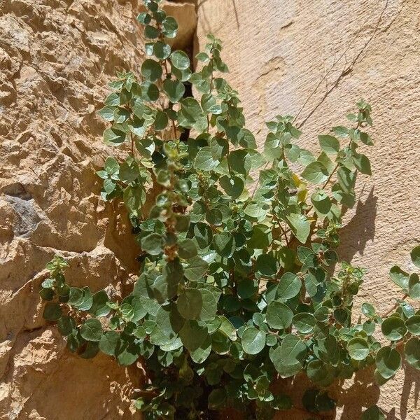 Parietaria lusitanica Vekstform