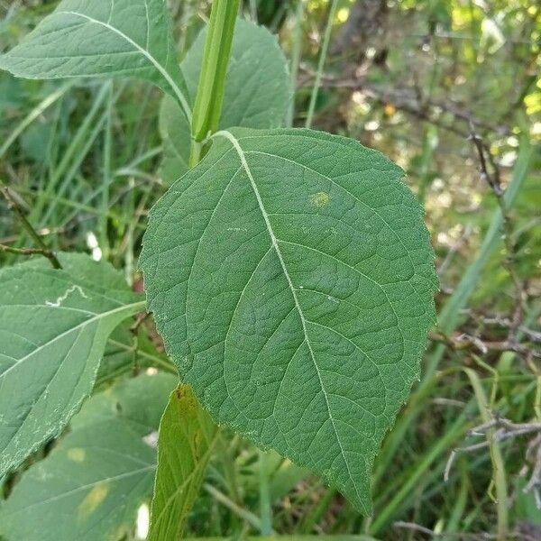 Verbesina occidentalis Φύλλο