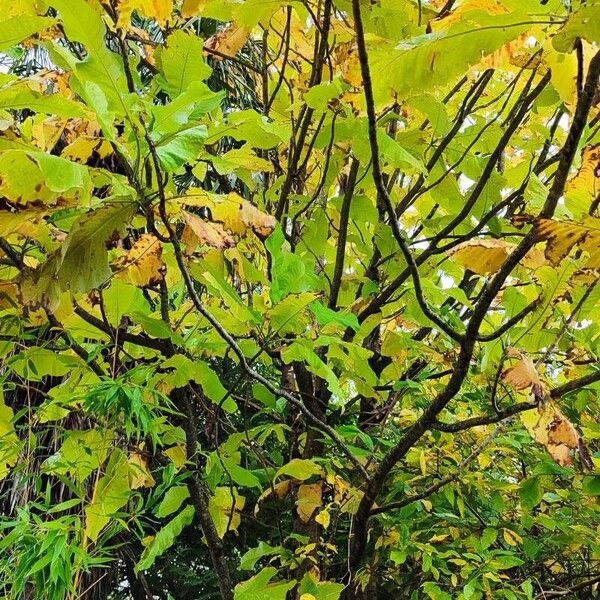 Magnolia macrophylla Alkat (teljes növény)