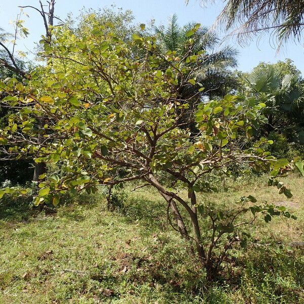 Piliostigma thonningii Yeri