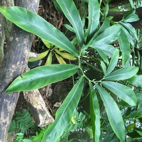 Philodendron goeldii Hoja