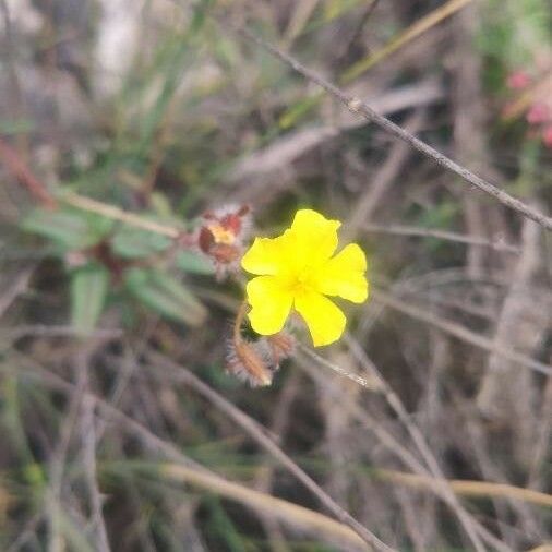 Helianthemum cinereum Çiçek