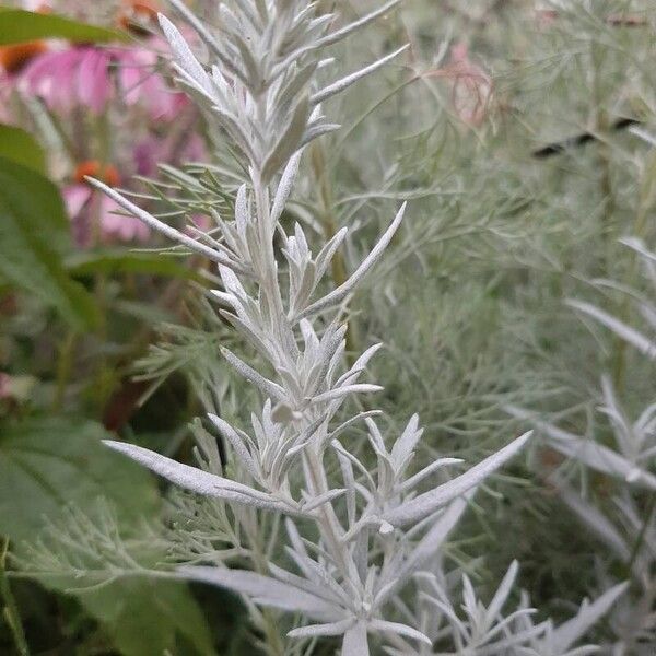 Artemisia ludoviciana Ліст