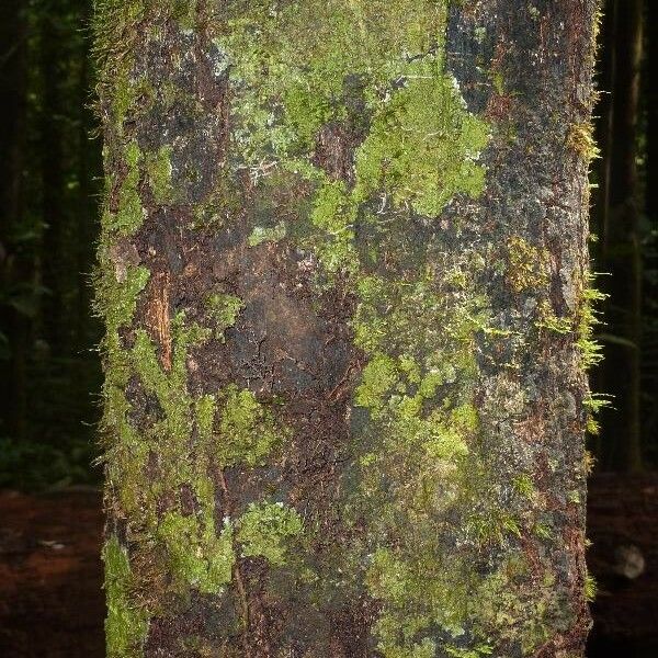 Guatteria wachenheimii Bark