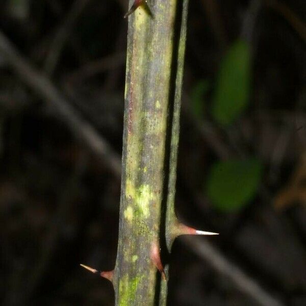 Rubus allegheniensis बार्क (छाल)