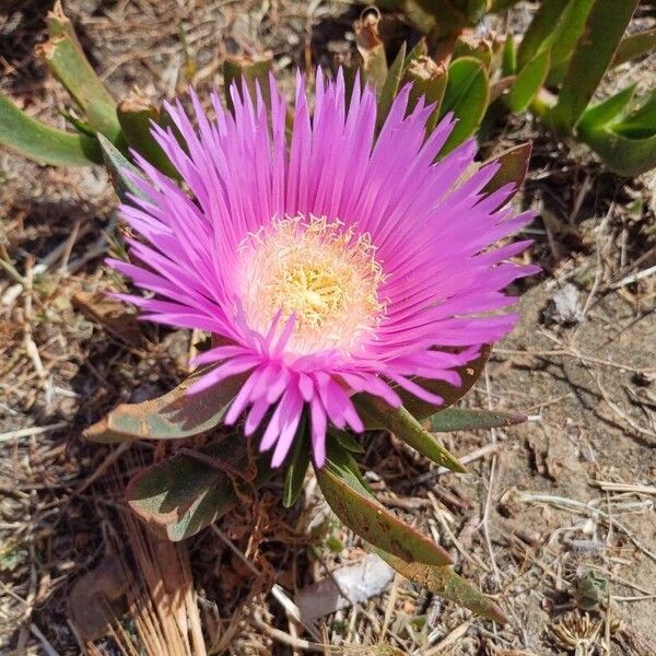 Carpobrotus acinaciformis Flor