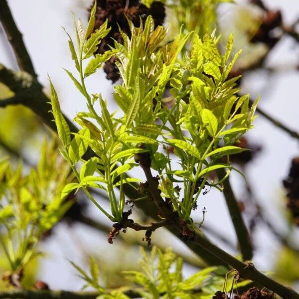 Fraxinus excelsior 葉