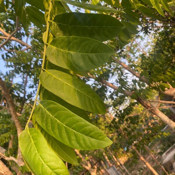 Piscidia piscipula Leaf