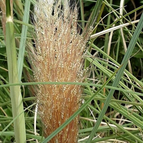 Cortaderia selloana Flower