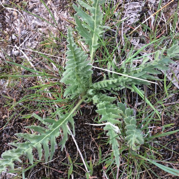 Balsamorhiza hookeri موطن