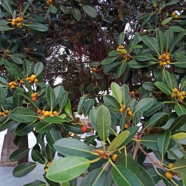 Ficus rubiginosa ഇല