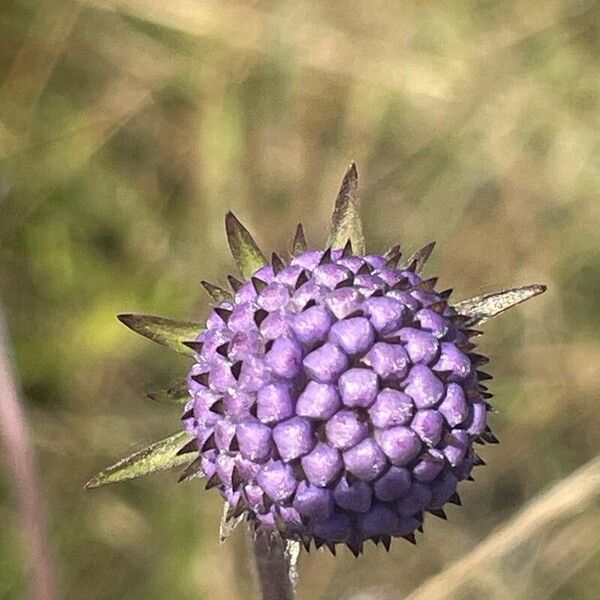 Succisa pratensis Flower