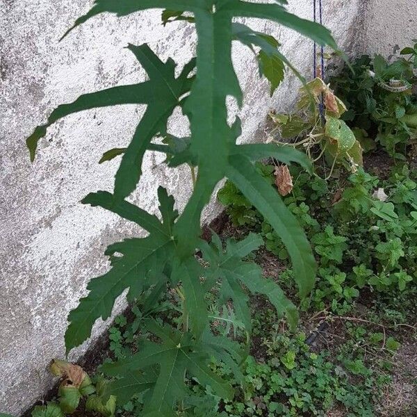 Abelmoschus moschatus Leaf