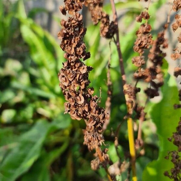 Rumex patientia Φρούτο