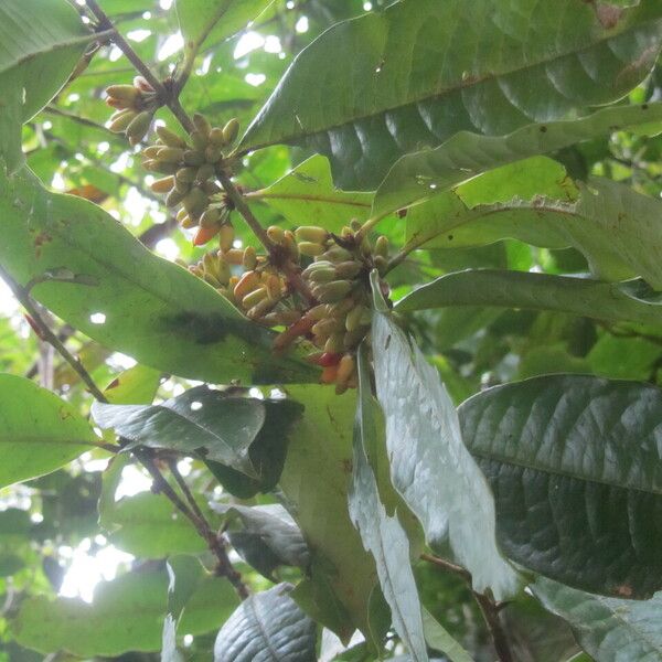 Erythroxylum macrophyllum Ffrwyth