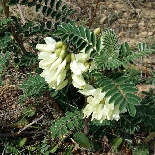 Erophaca baetica Bloem