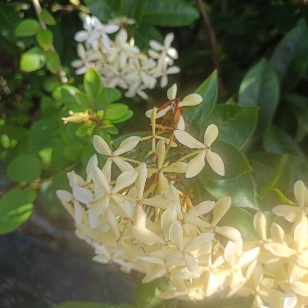 Ixora finlaysoniana Blomst