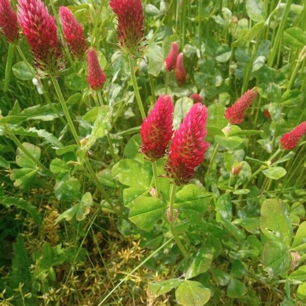 Trifolium incarnatum 花