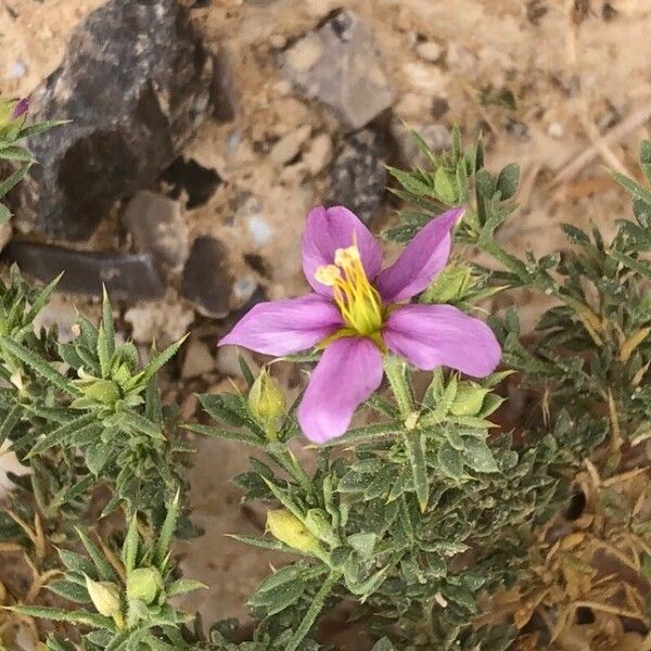 Fagonia arabica Květ