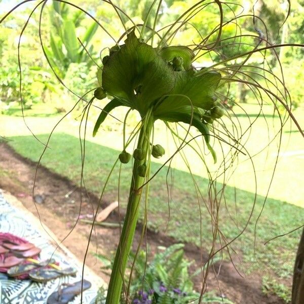 Tacca leontopetaloides Flower