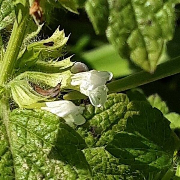 Melissa officinalis ফুল