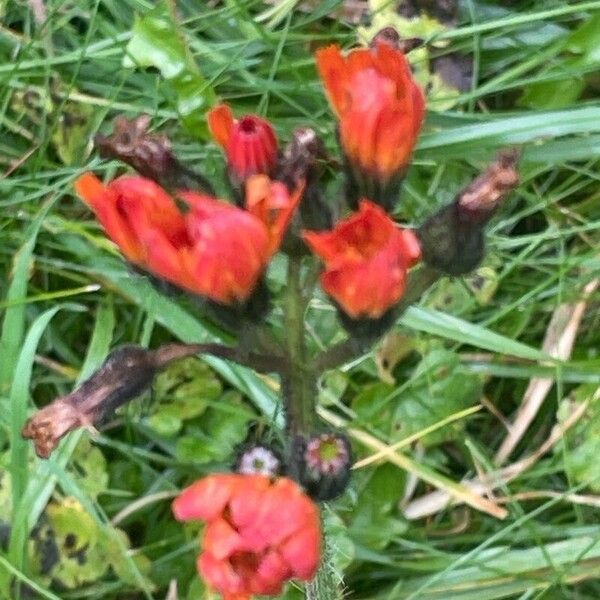 Pilosella aurantiaca Flower