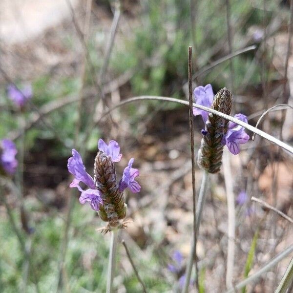 Lavandula multifida Žiedas