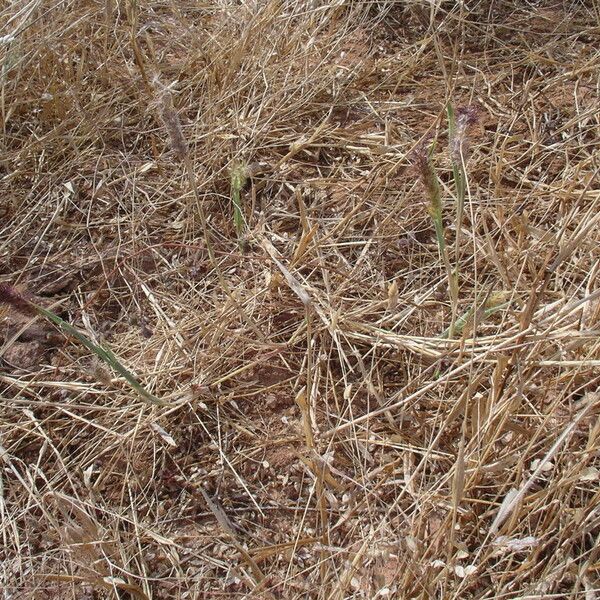 Cenchrus biflorus Habit