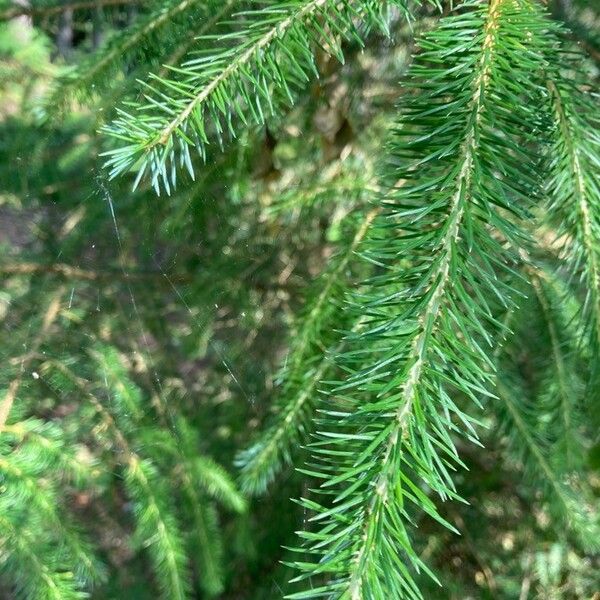 Picea brachytyla Leaf