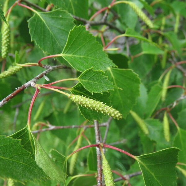 Betula pendula फूल