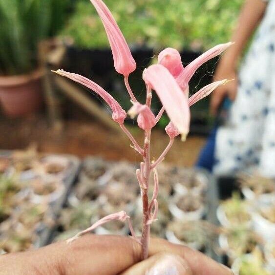 Aloe rauhii Flower