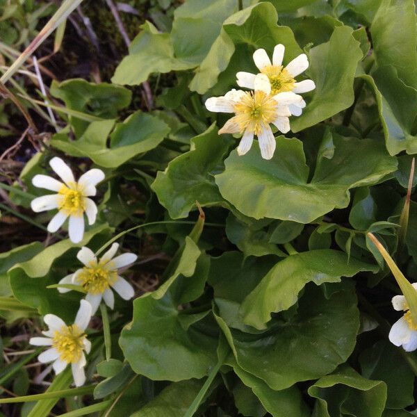 Caltha leptosepala 整株植物